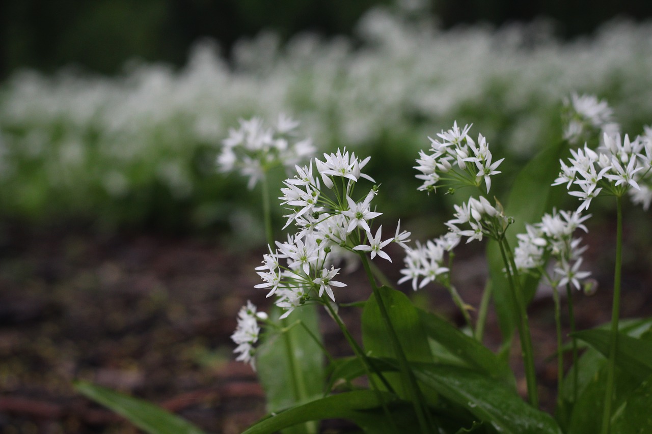 floral nature rain free photo