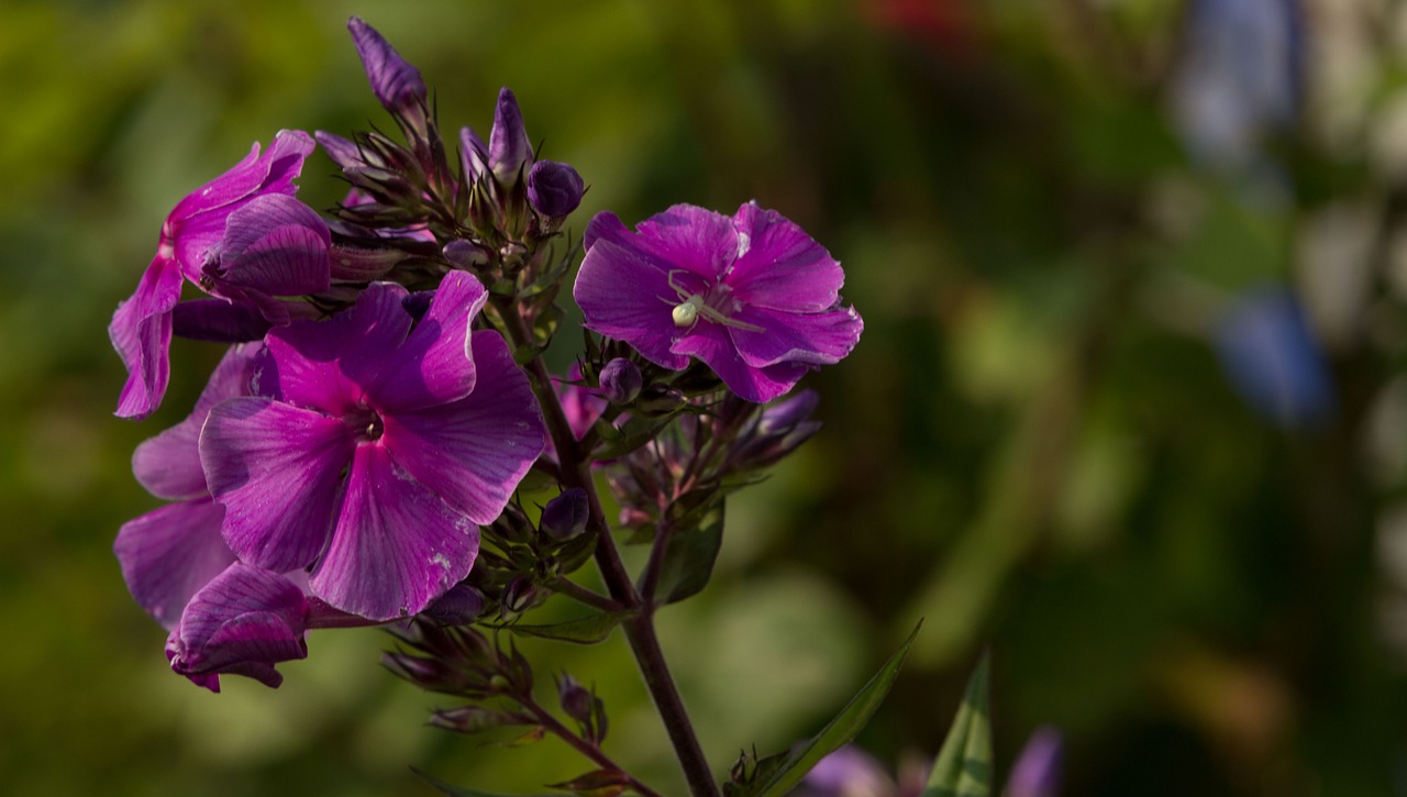 floral plant natural free photo