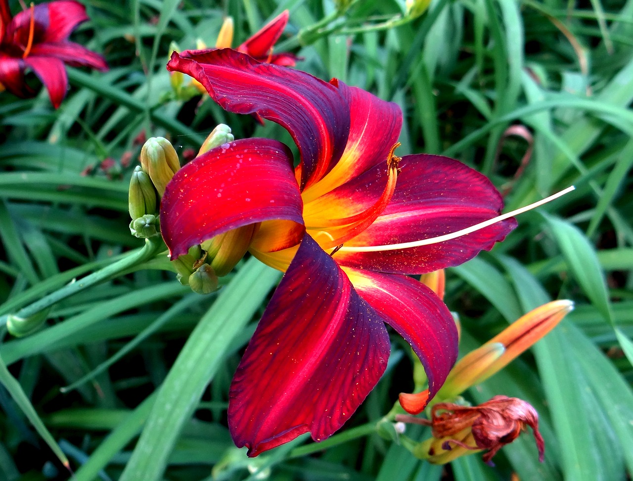 floral lily red flower free photo