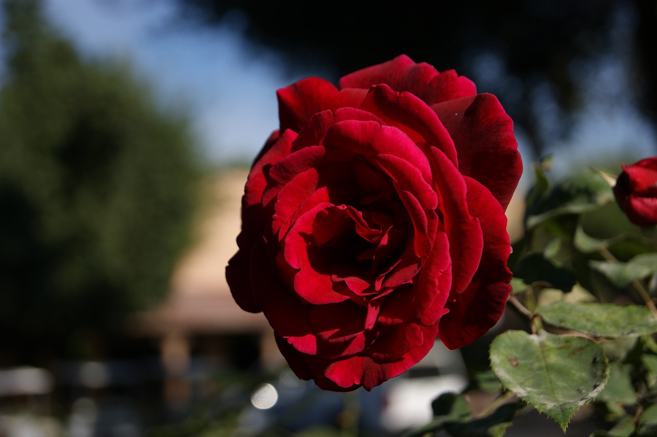 floral roses color free photo