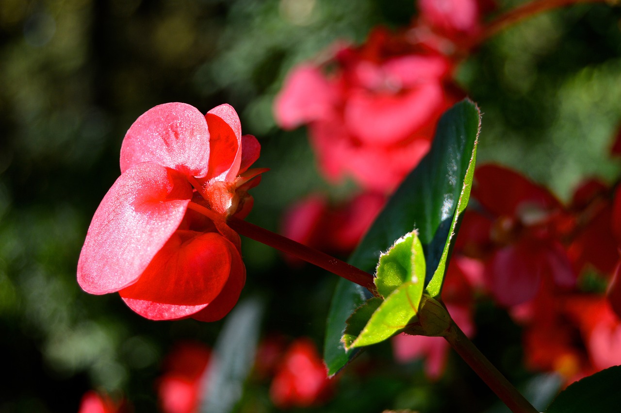 floral flowers leaves free photo