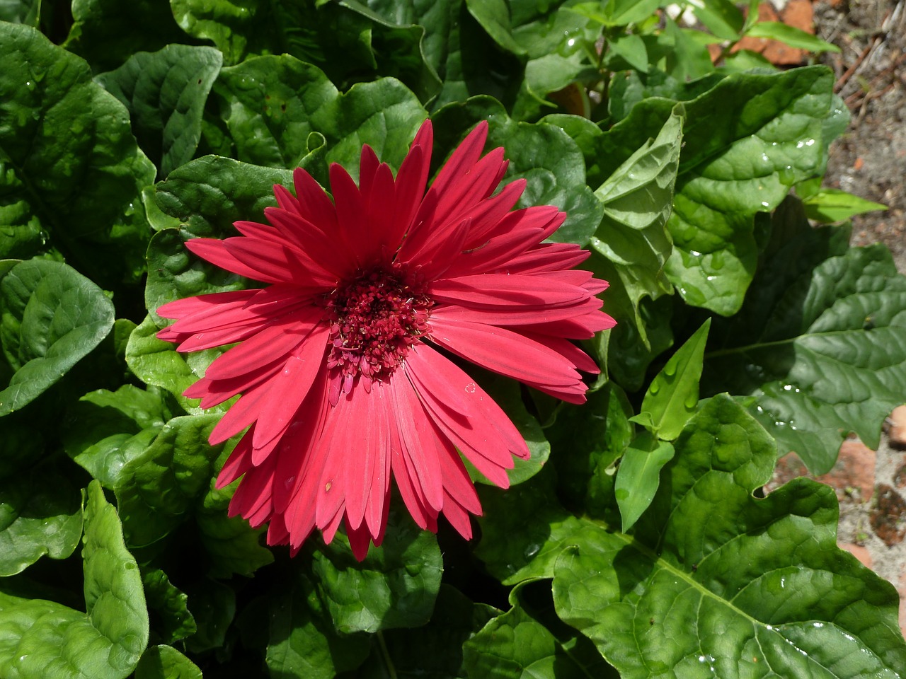 floral plant natural free photo