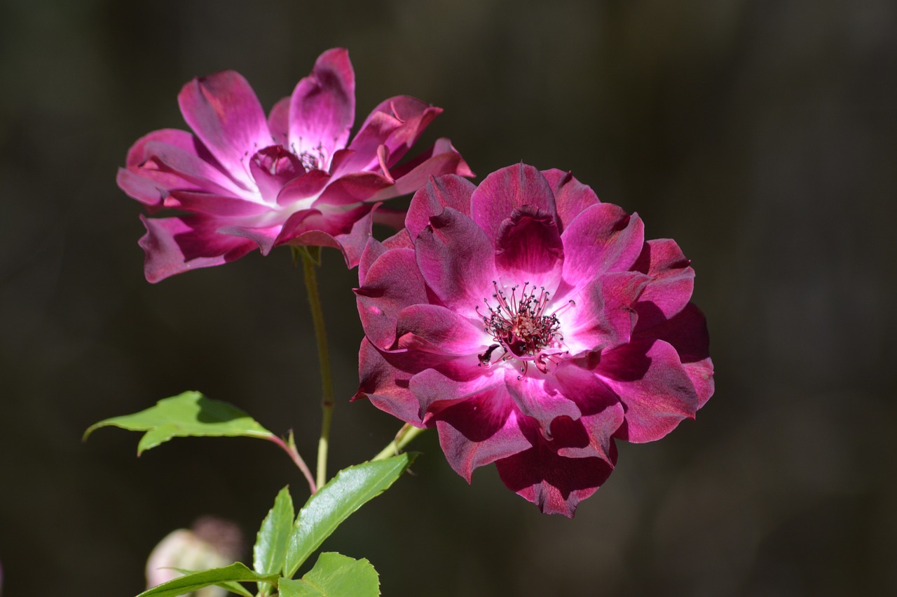 floral flower pink free photo