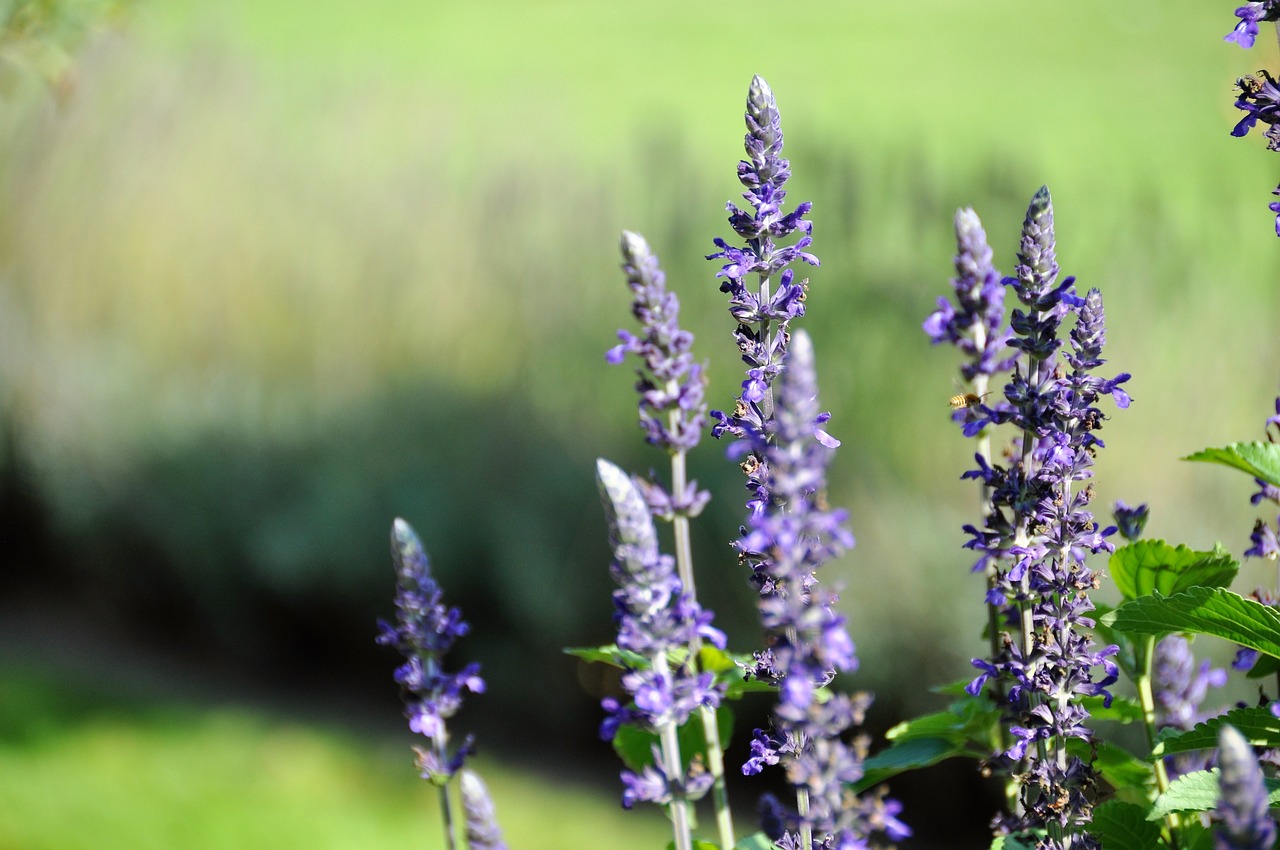 floral purple purple flower free photo