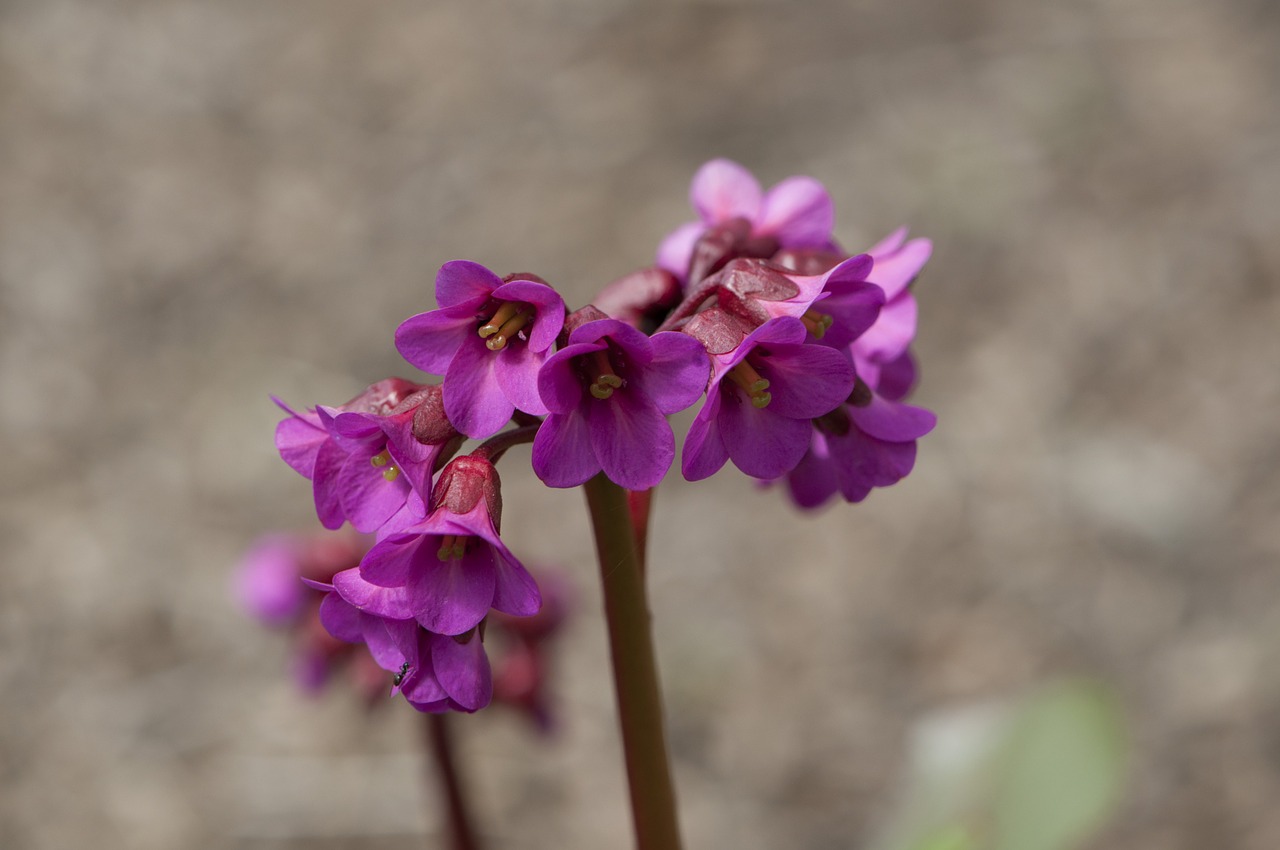 floral plant natural free photo