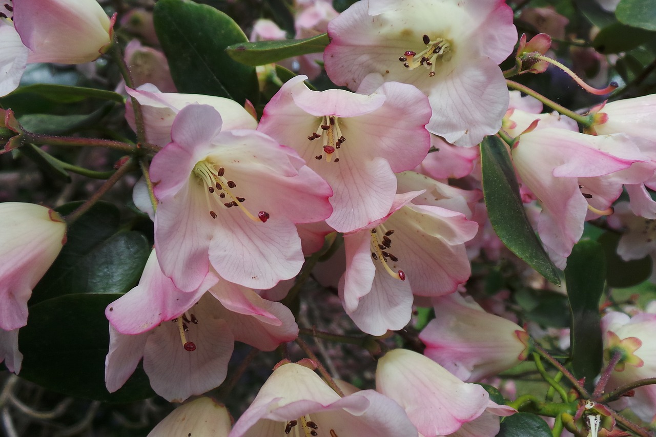 floral plants natural free photo