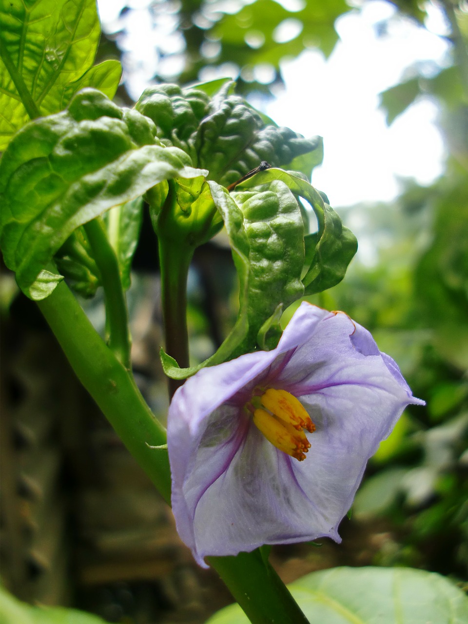 floral plant natural free photo