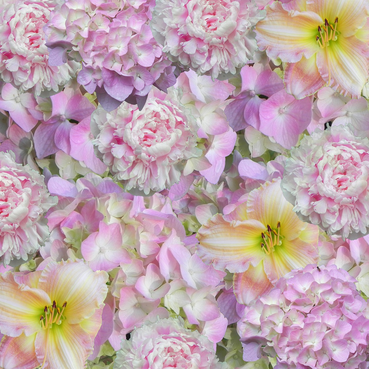 floral background pink free photo