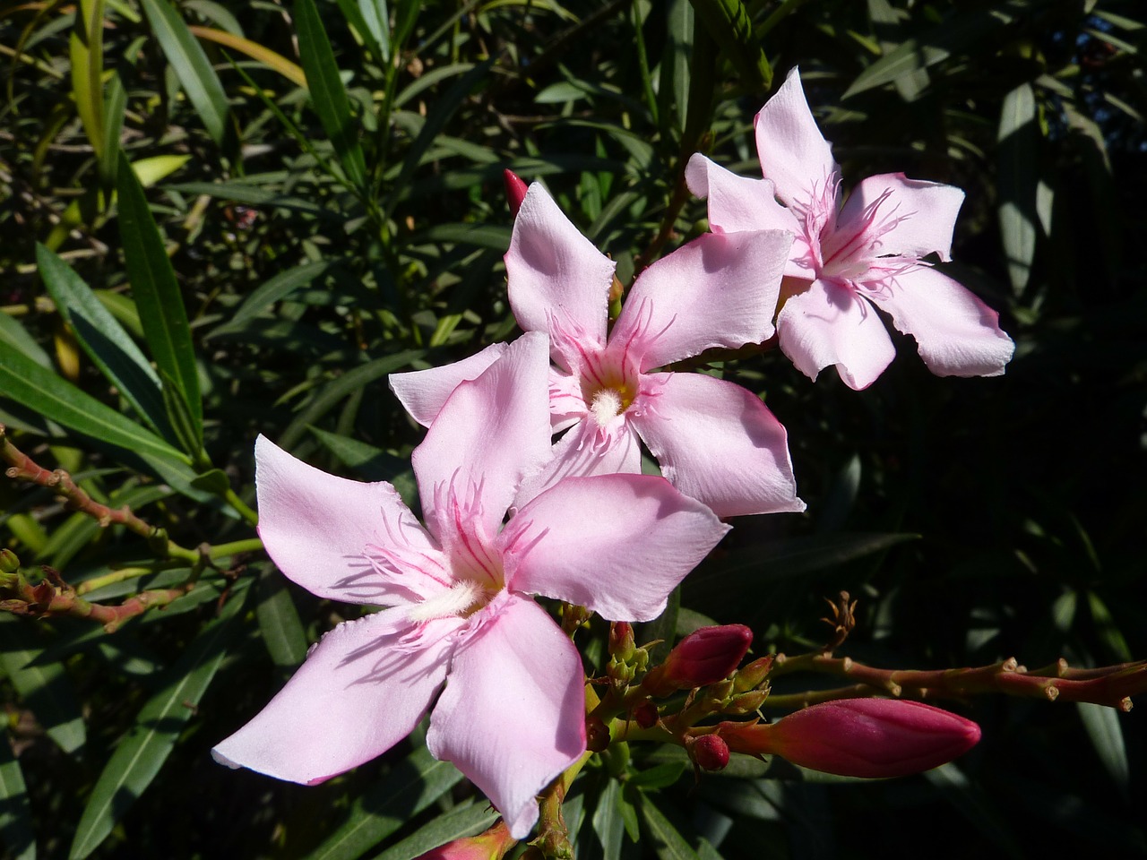 floral plants natural free photo