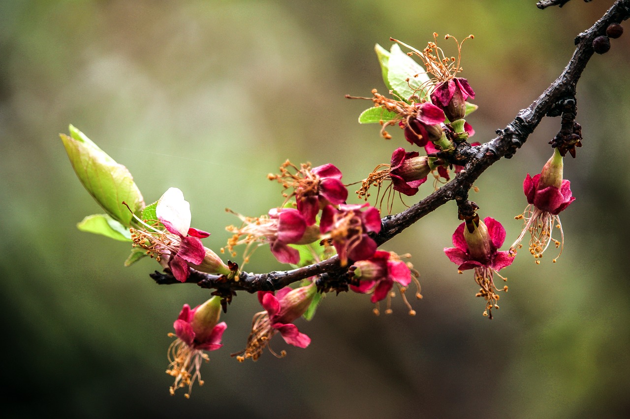 floral nature blossom free photo