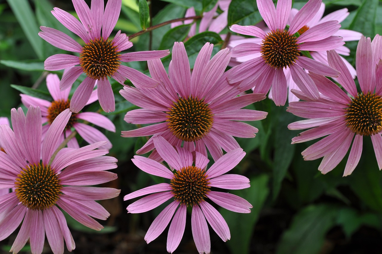 floral flowers pink free photo