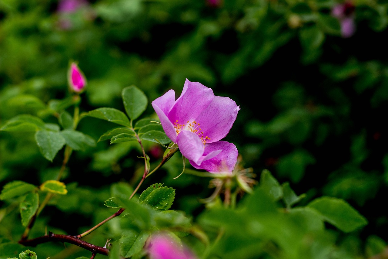 floral nature spring free photo