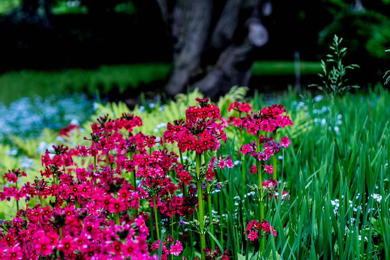 floral nature spring free photo