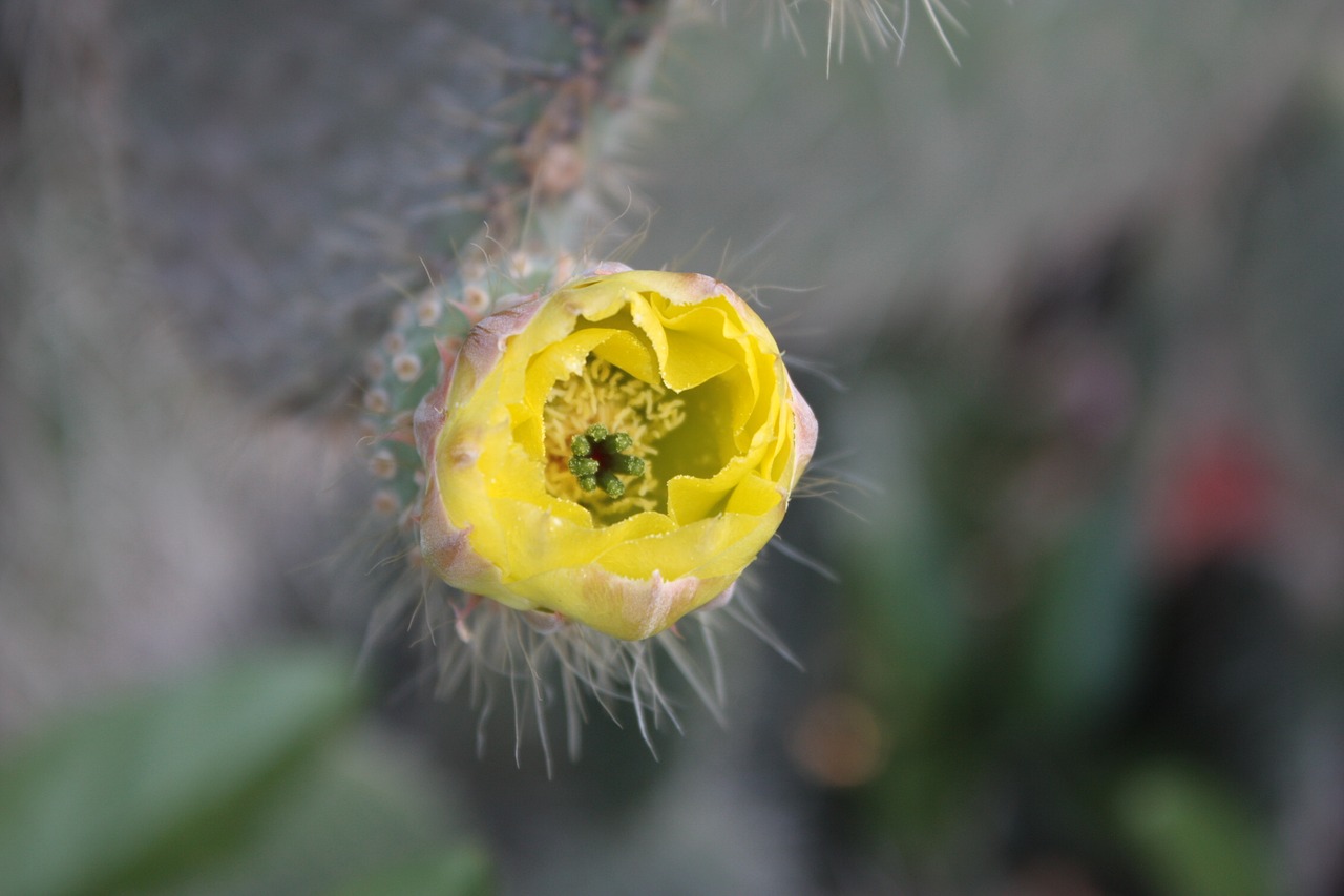 floral yellow thorny free photo