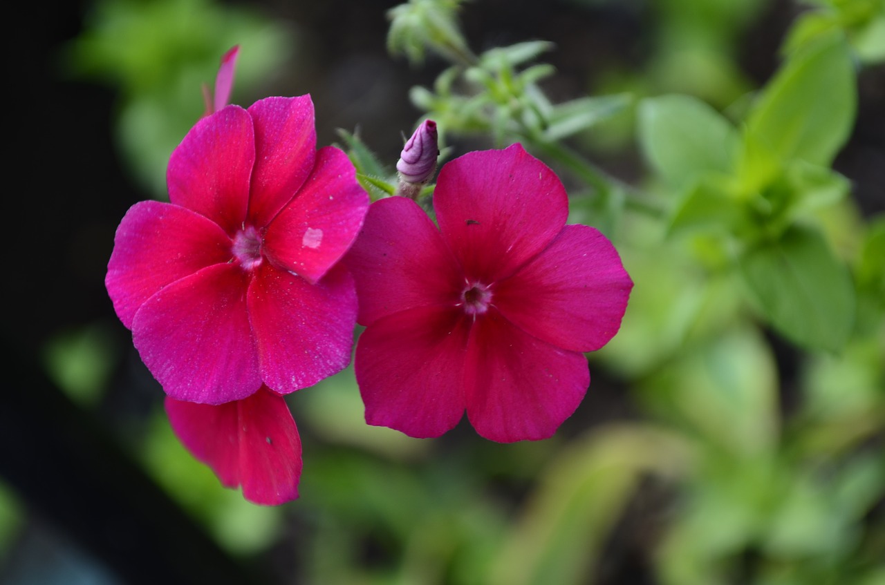 floral nature red free photo