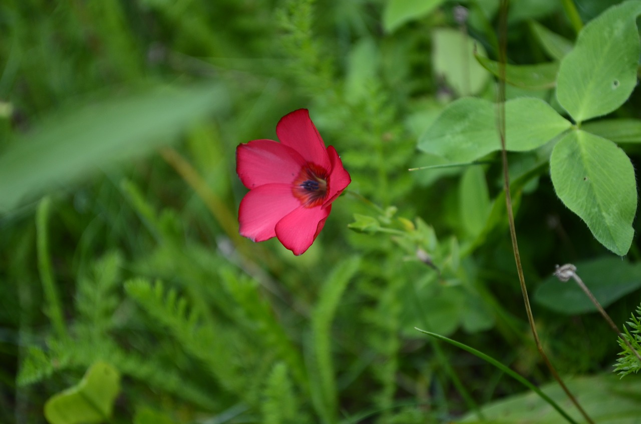 floral nature bright free photo