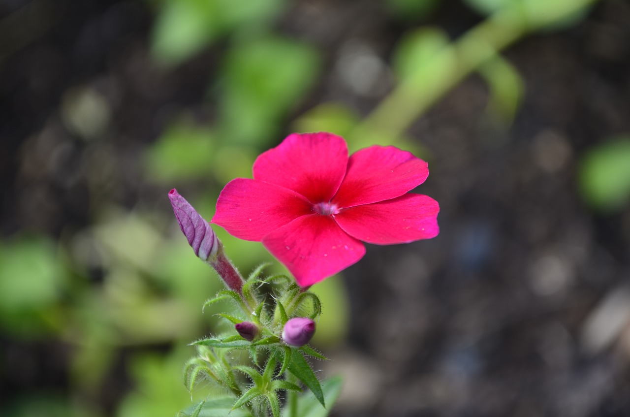 floral nature bright free photo