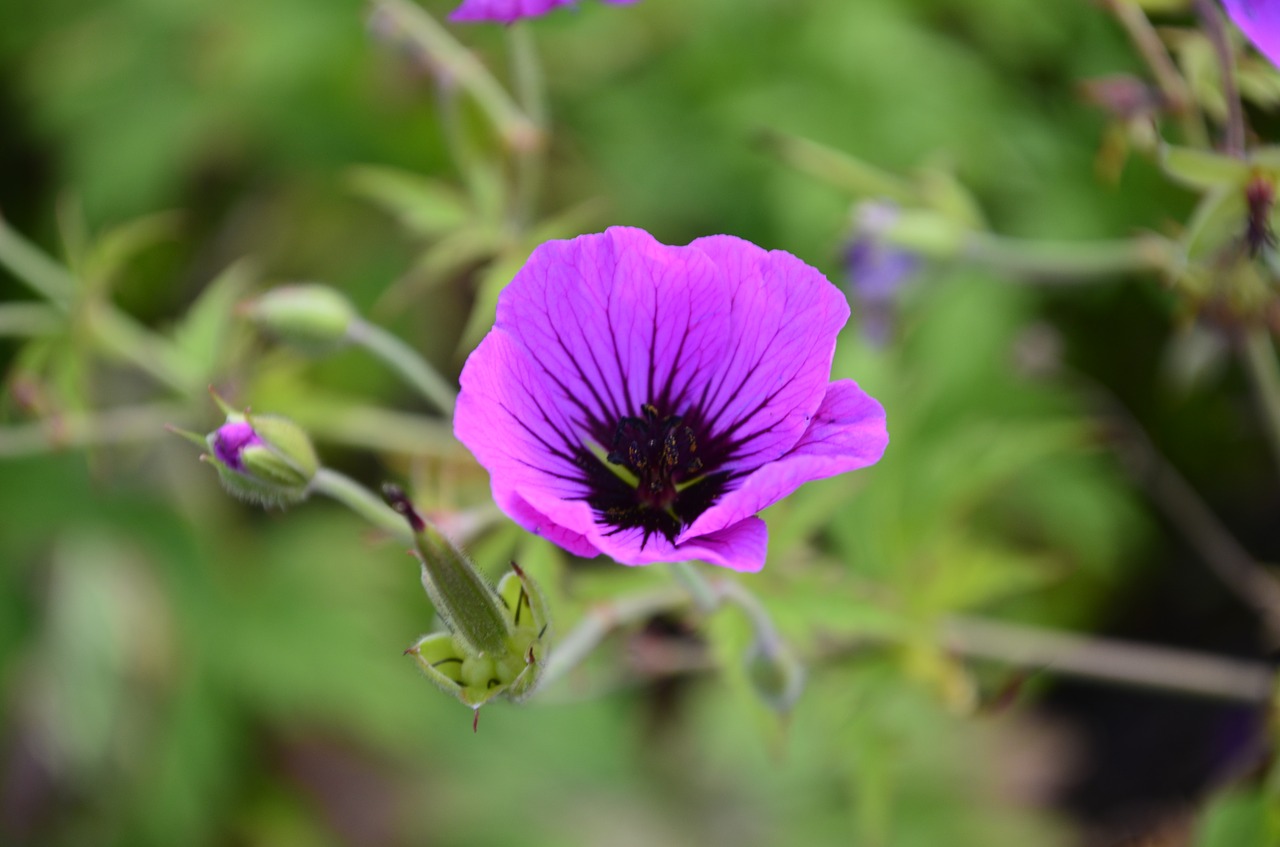 floral nature bright free photo