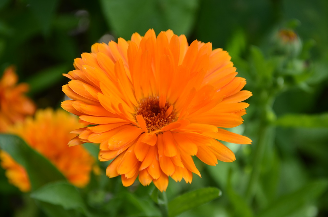 floral nature yellow free photo