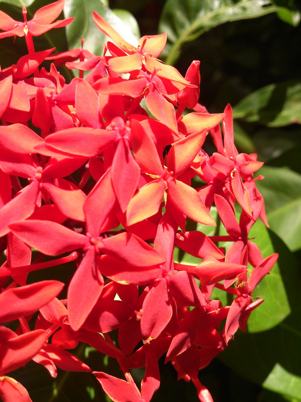 floral plant garden free photo