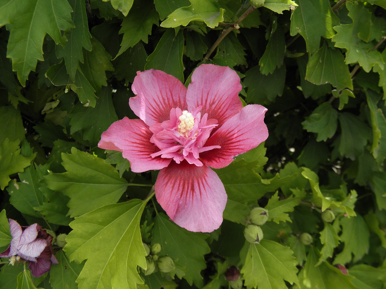 floral flower pink free photo