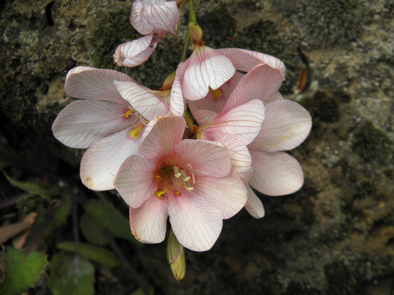 floral flower macro free photo