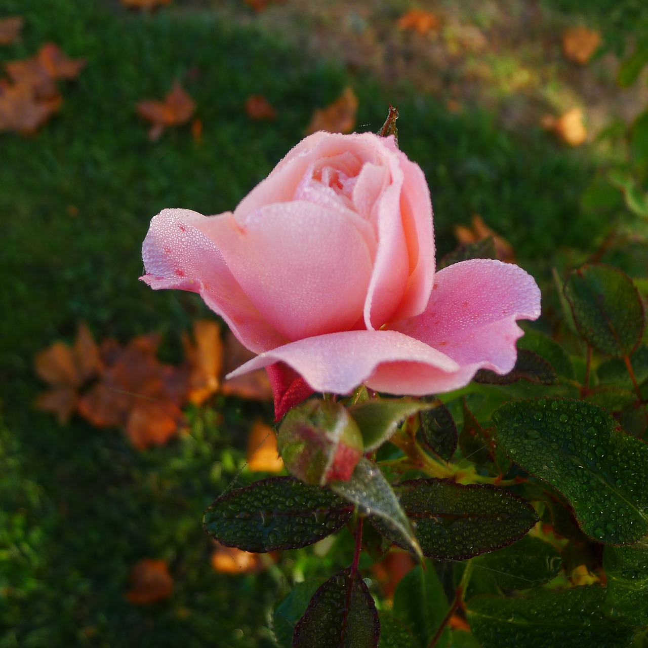 floral rose france free photo