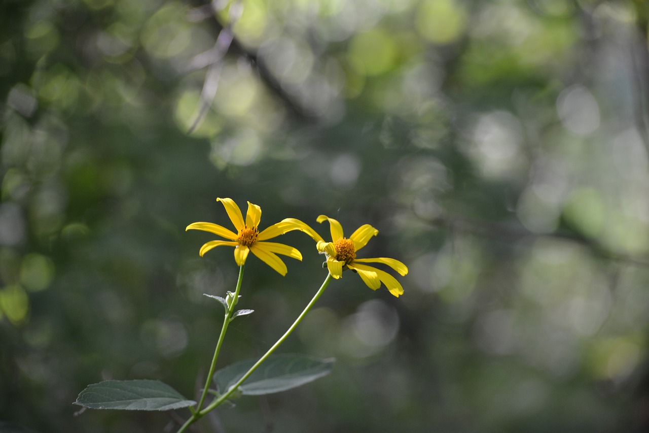 floral summer blooming free photo