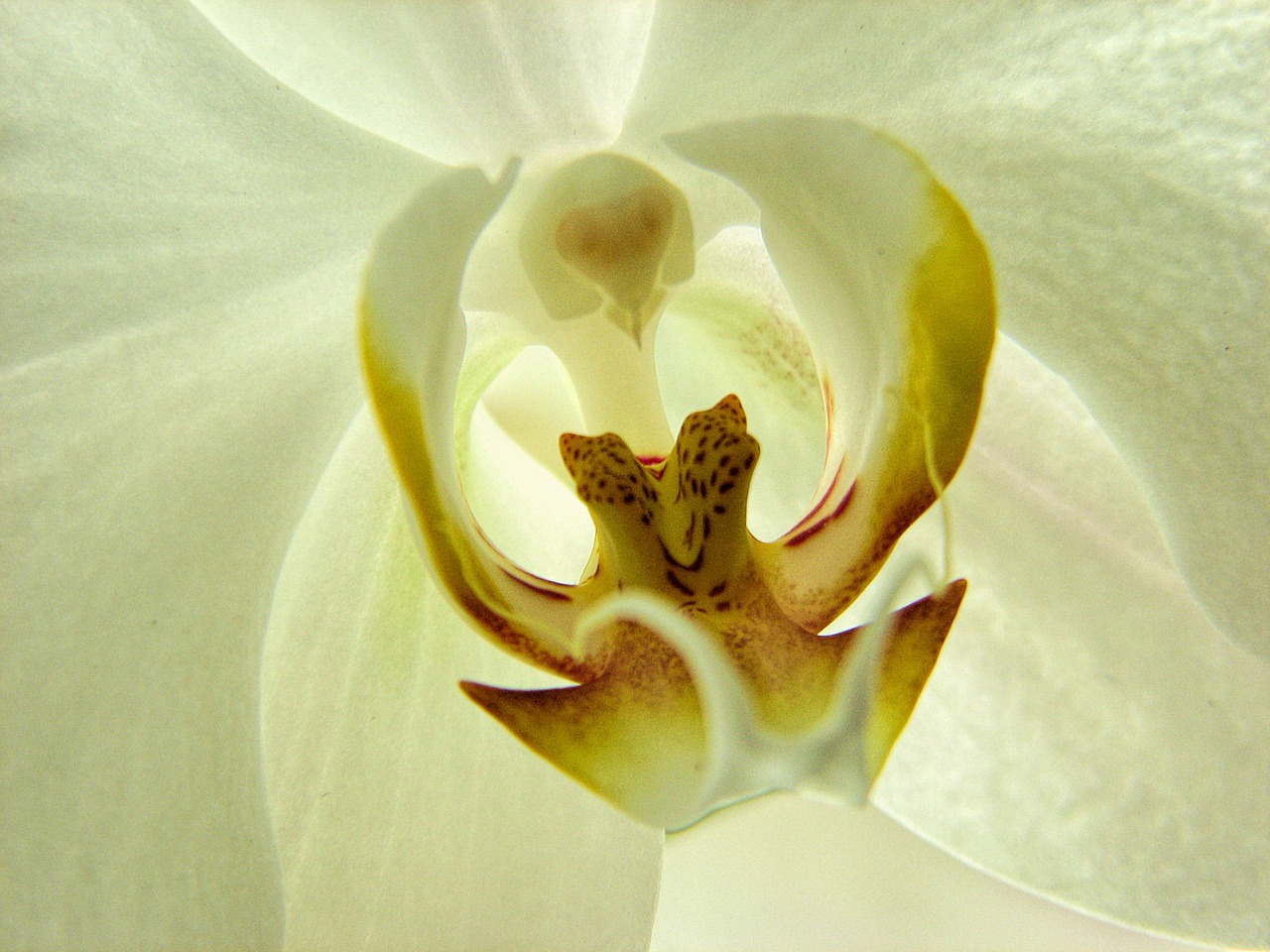 floral orchid flower free photo