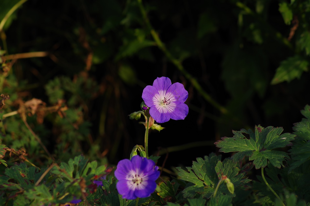 floral purple flower purple free photo