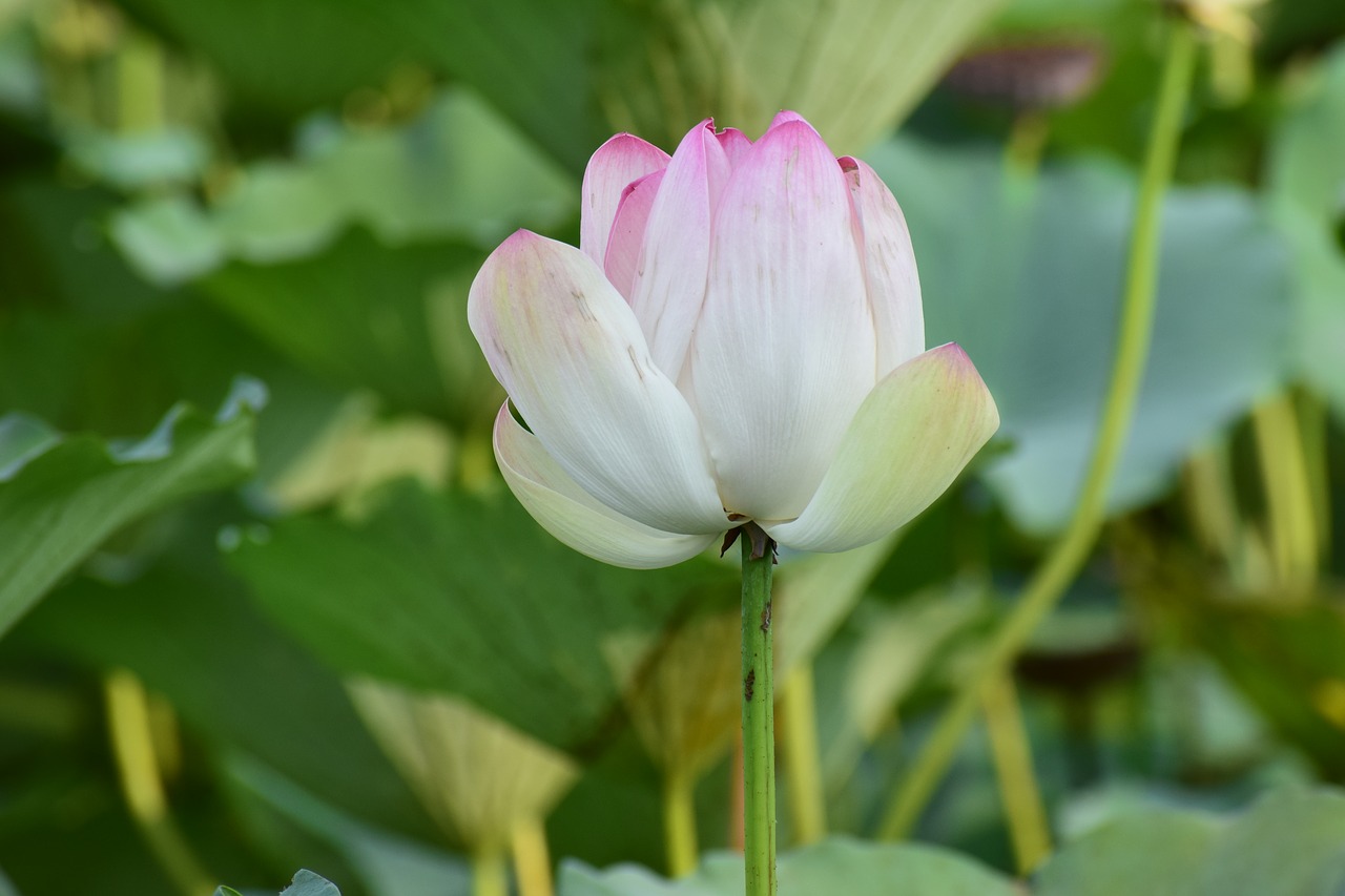 floral flower lotus free photo
