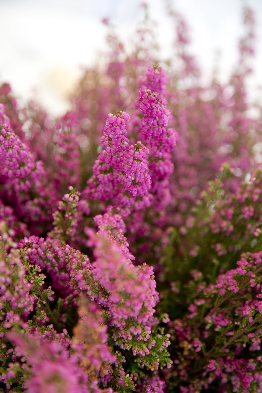 floral blossom flower free photo