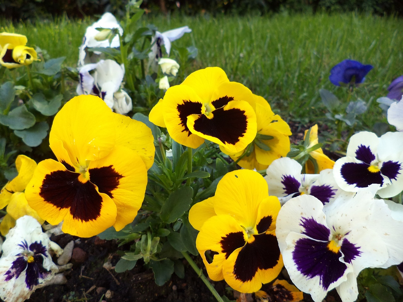 floral plants natural free photo