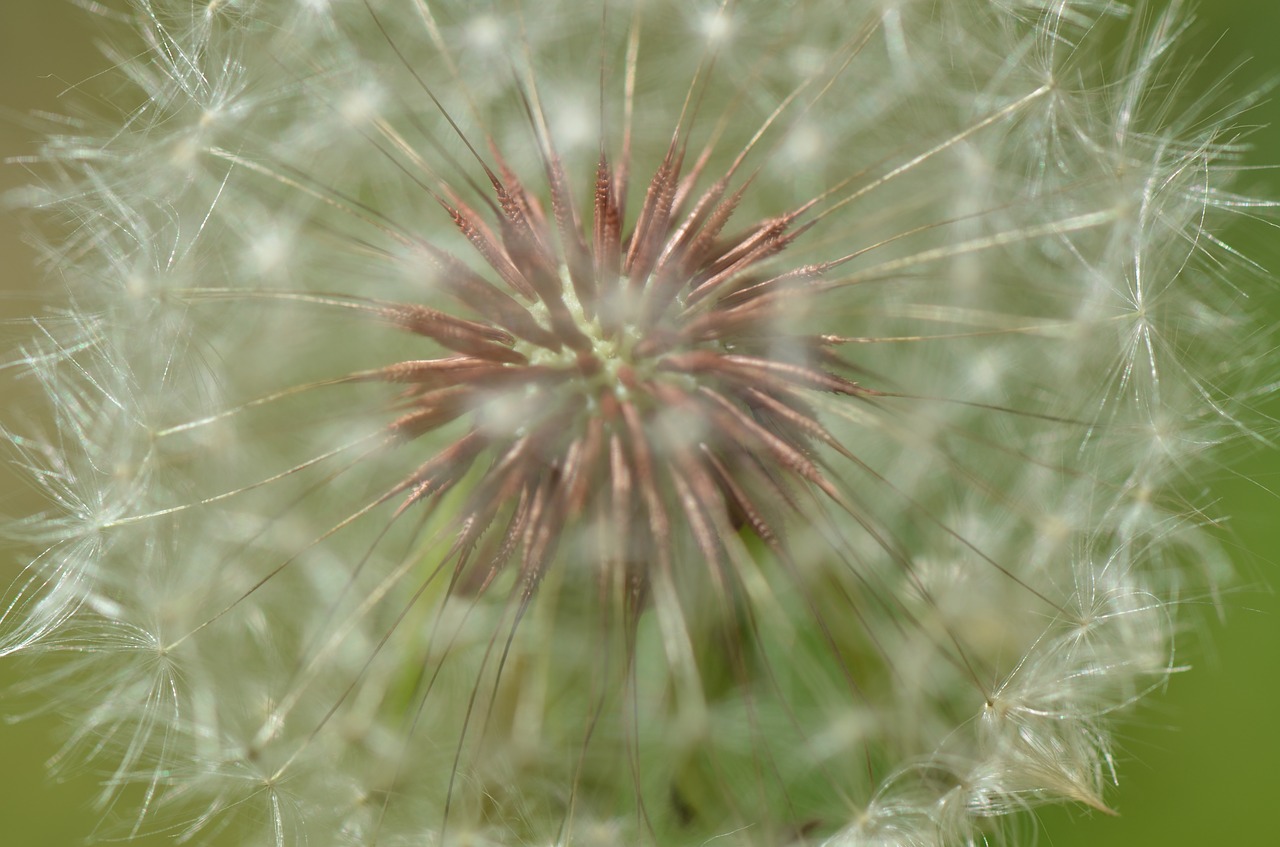 floral  nature  flower free photo