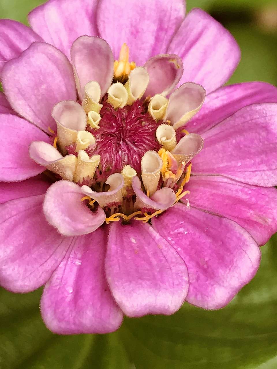 floral  flowers  blossom free photo