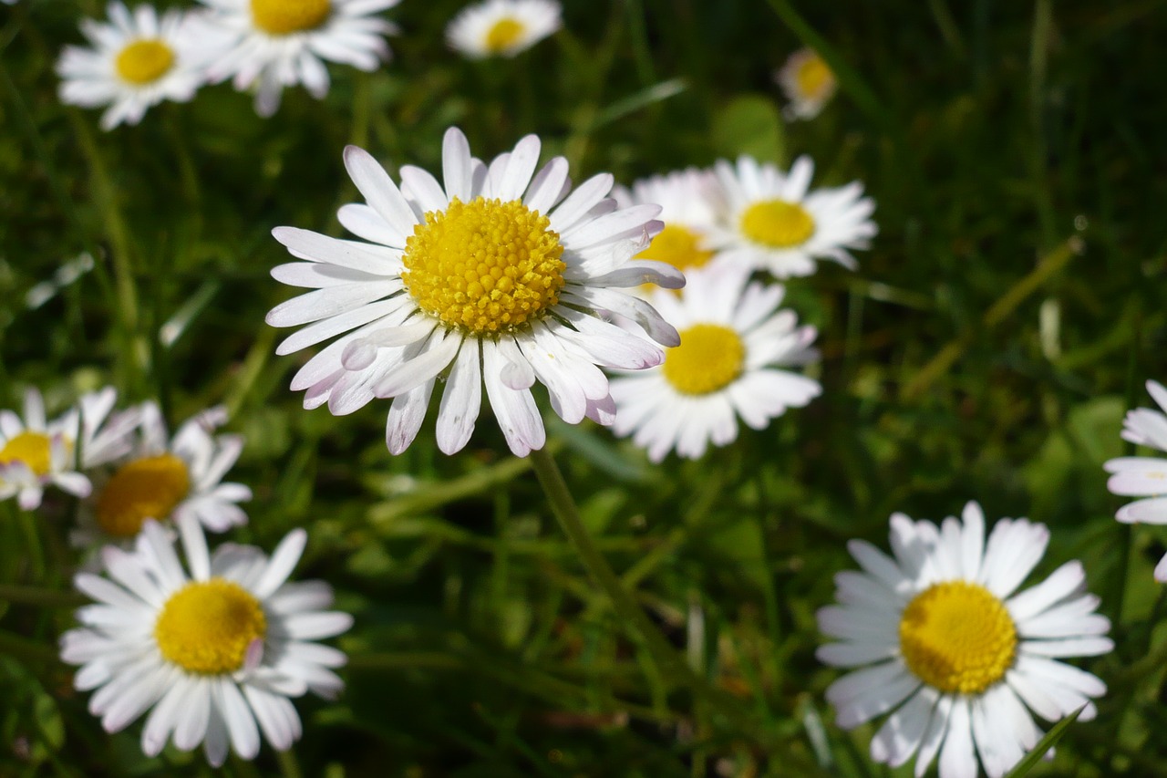 floral  meadow  daisy free photo