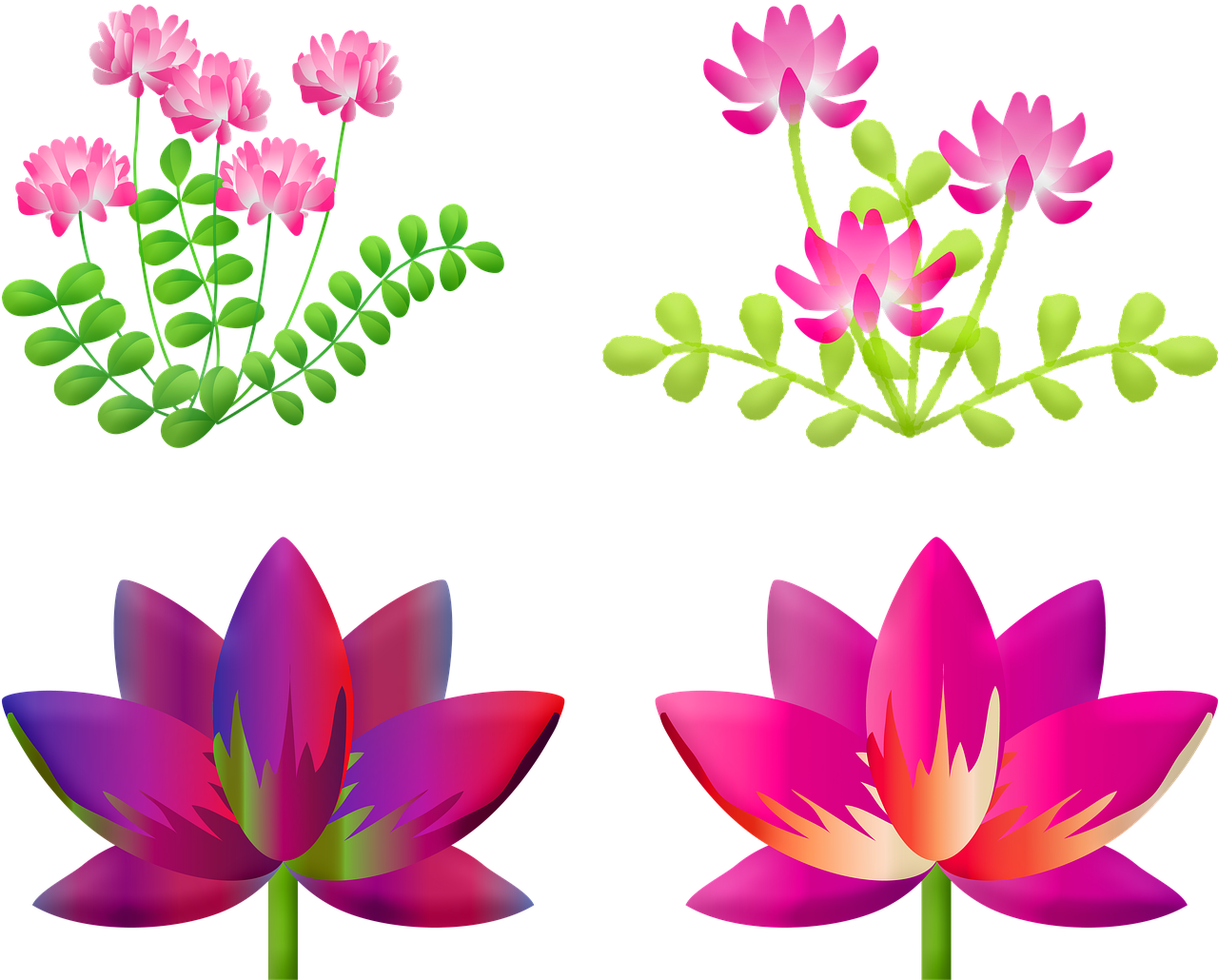 floral  lotus flower  lily free photo