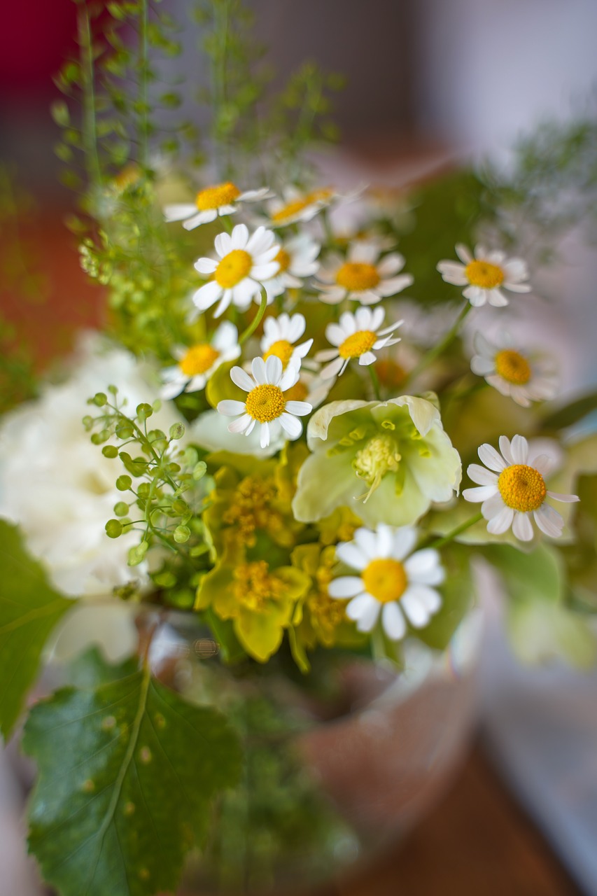 floral  rose  white rose free photo