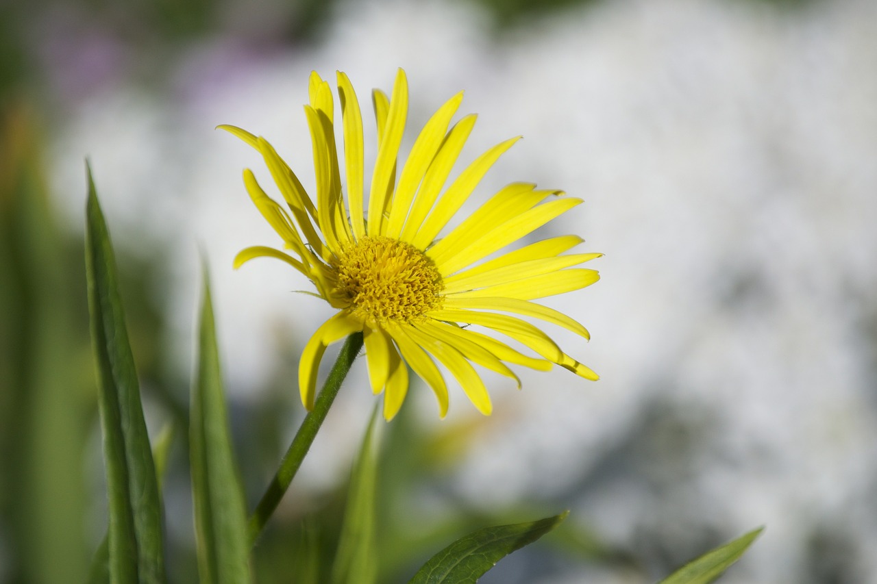 floral plant natural free photo