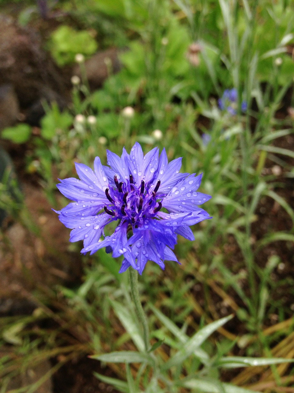 floral plant natural free photo