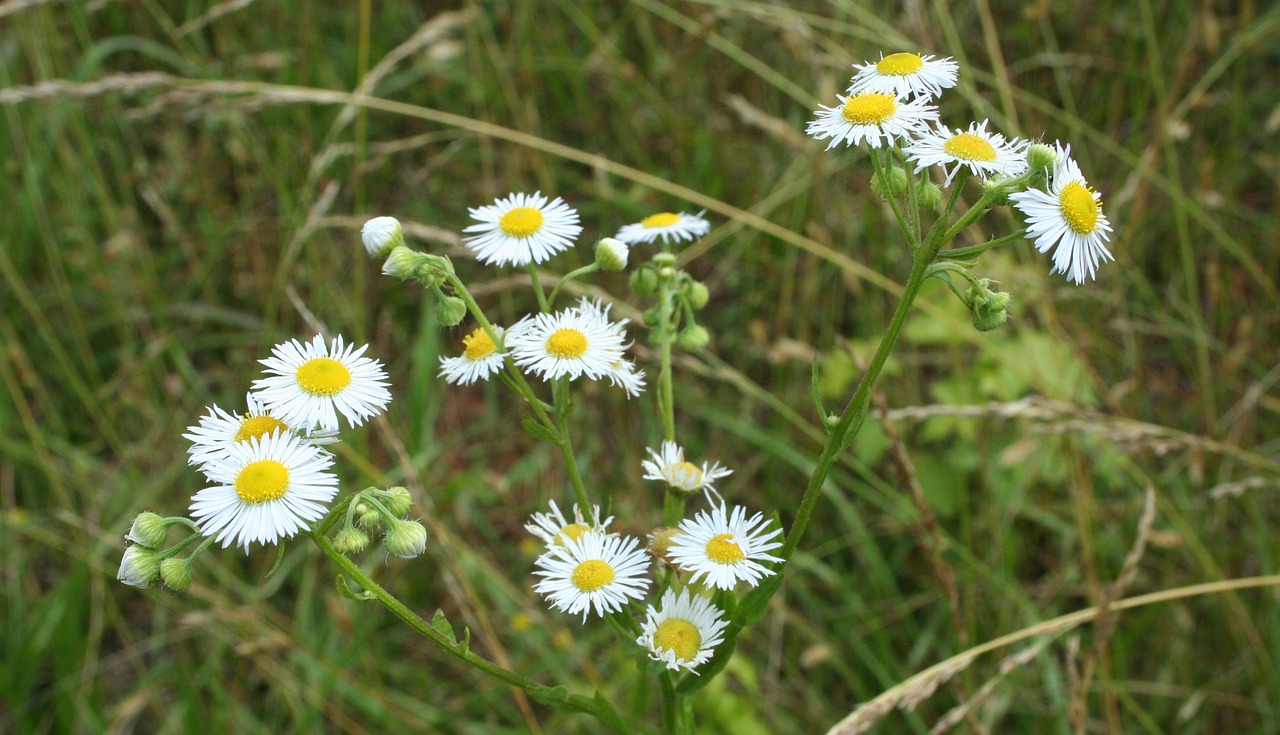 floral plants natural free photo