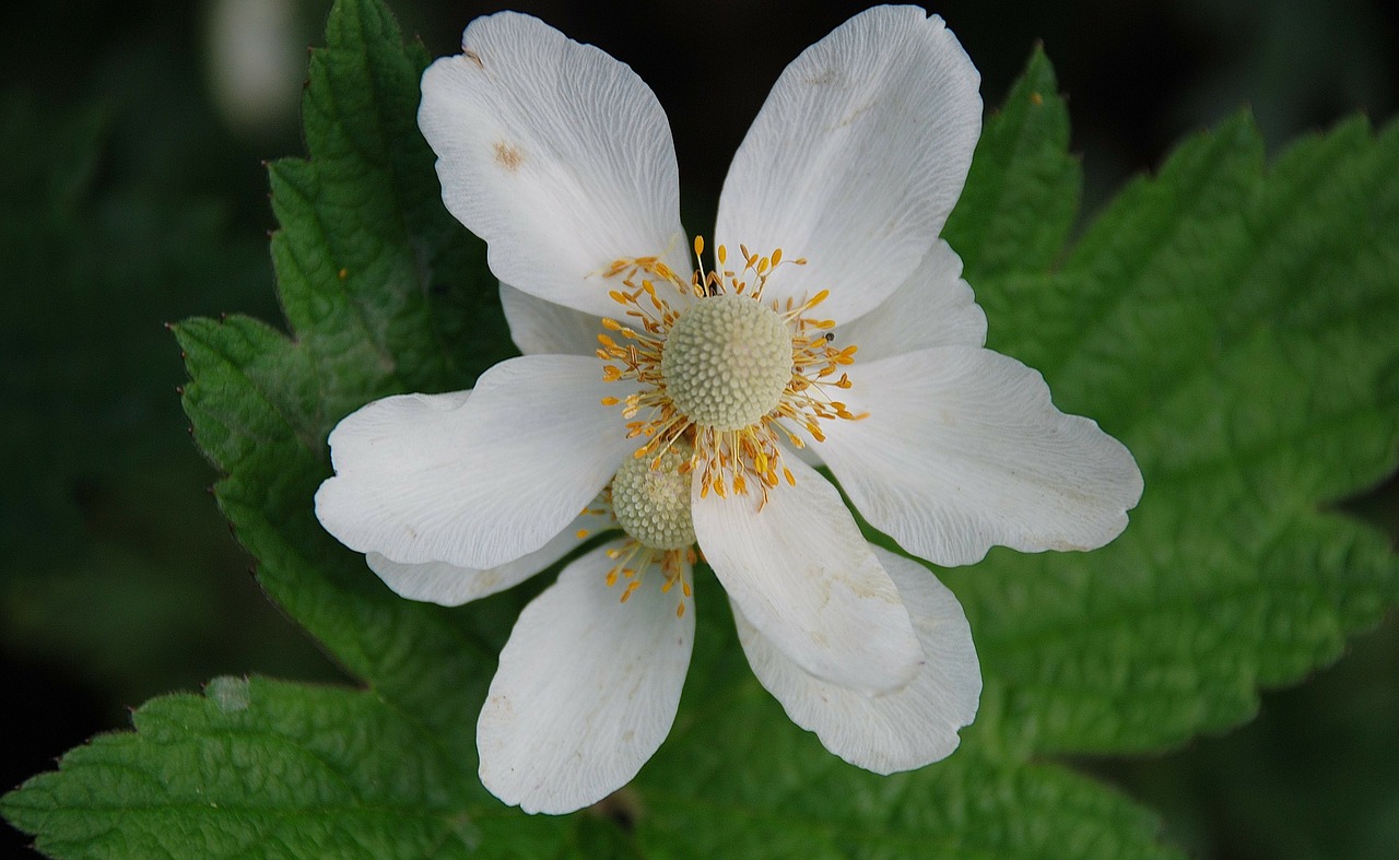 floral plant natural free photo