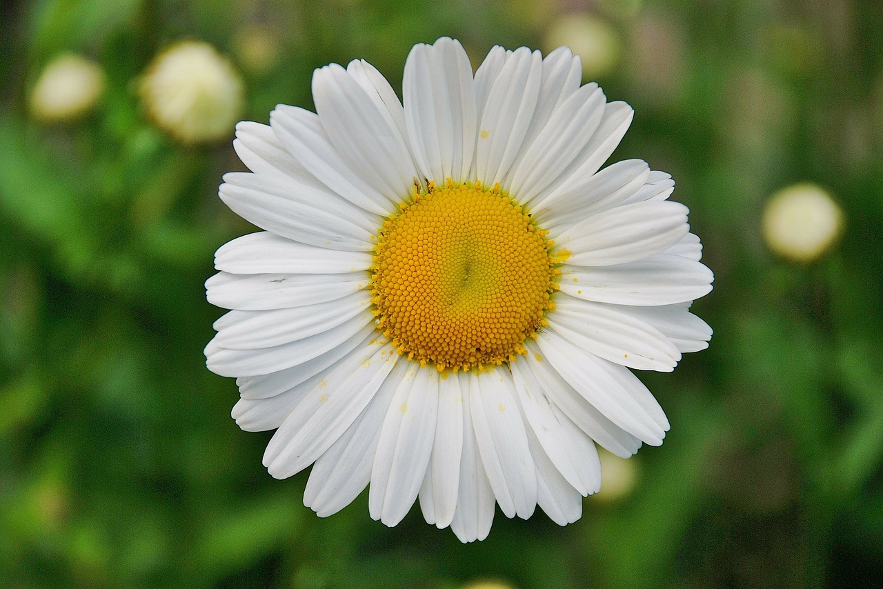 floral plant natural free photo