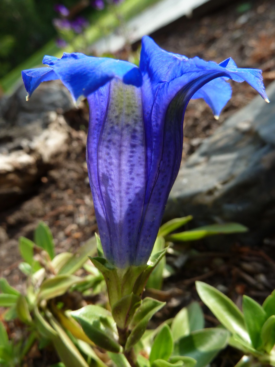 floral plant natural free photo