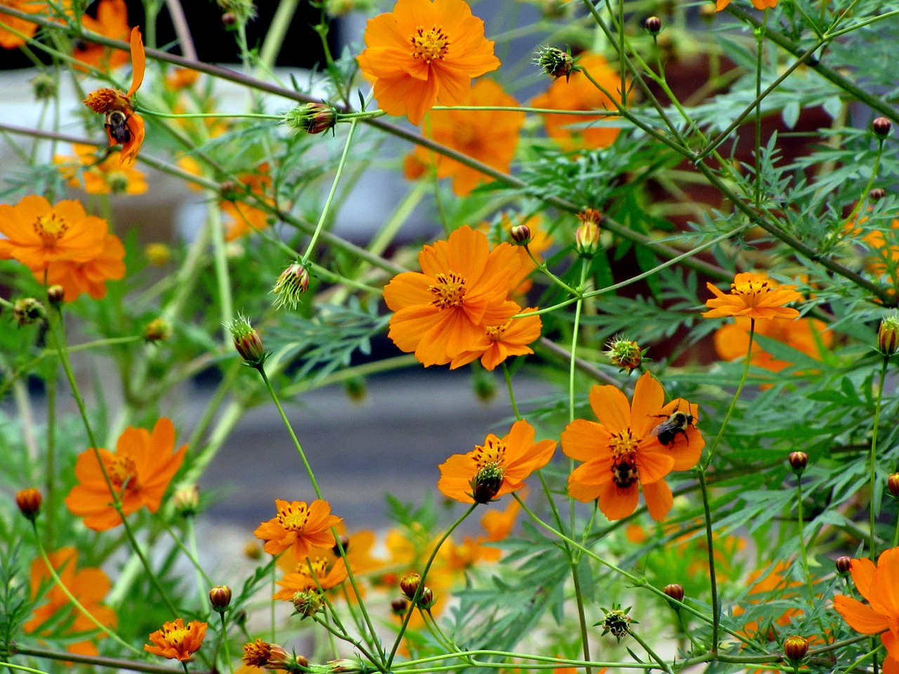 floral plants natural free photo