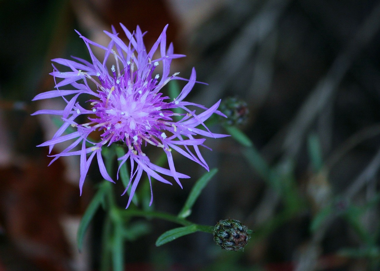 floral plant natural free photo