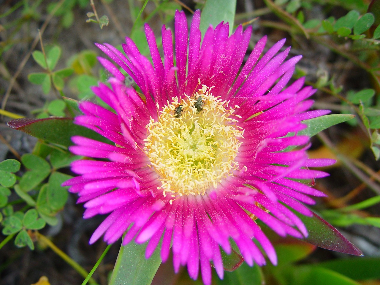 floral plant natural free photo