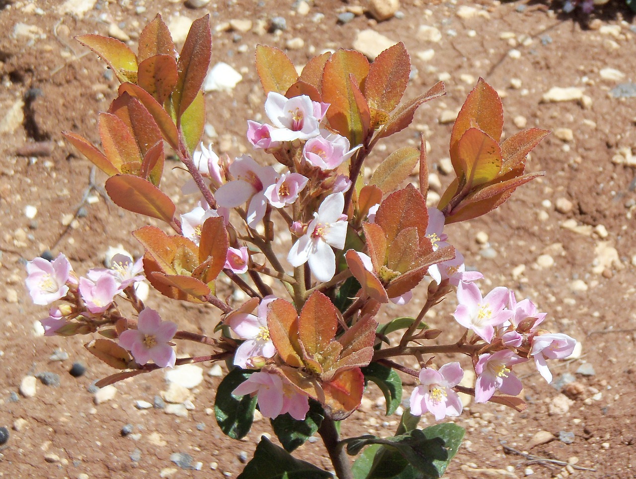 floral plant natural free photo