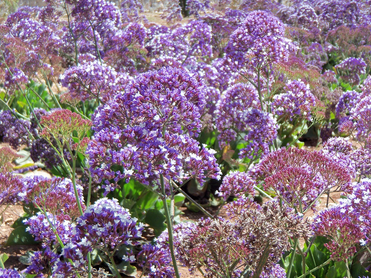 floral plants natural free photo