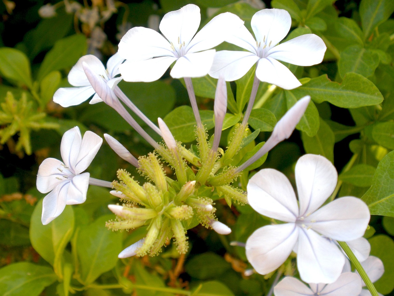 floral plants natural free photo